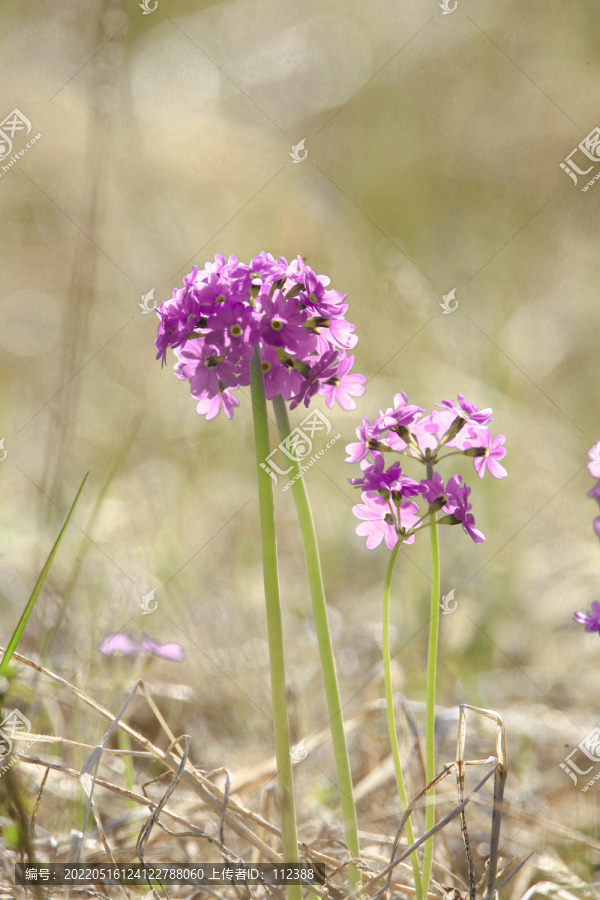 华紫球花报春三月花野花药材