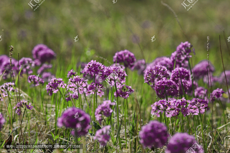 华紫球花报春三月花野花药材