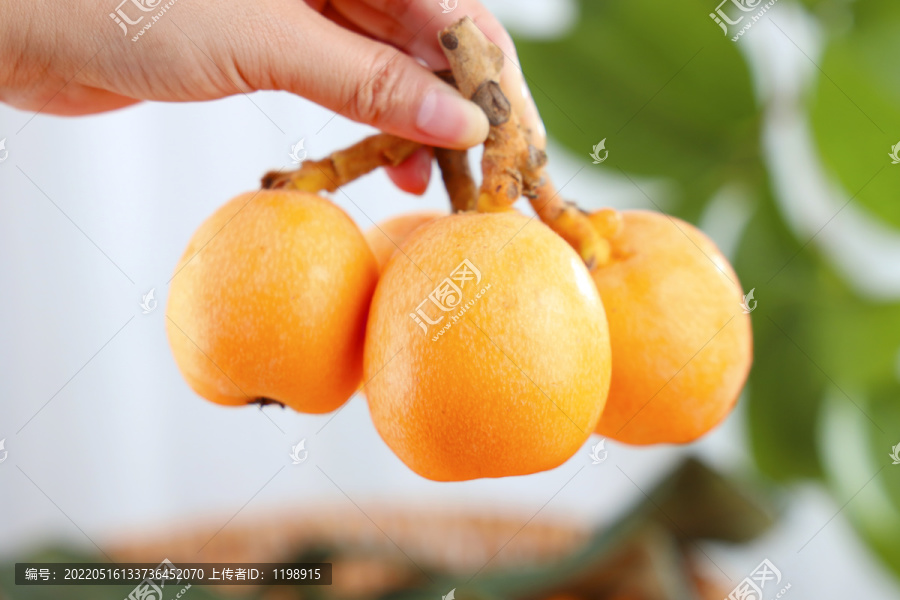 枇杷