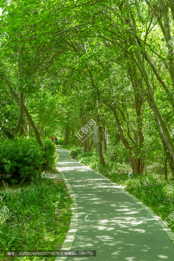 绿色树林背景