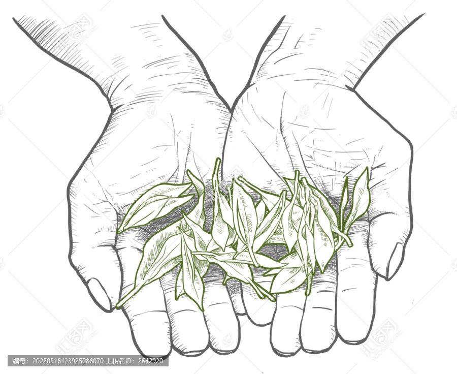 手繪手捧茶葉