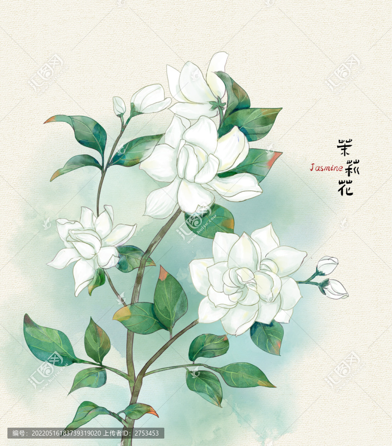 茉莉花