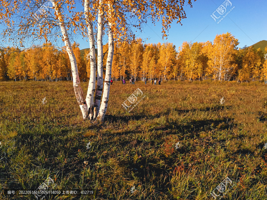 秋季金色草原白桦树林