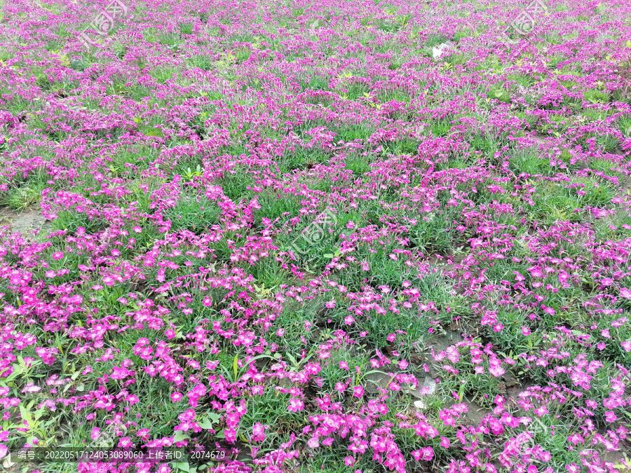 石竹花海