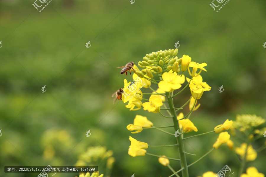 菜花上的蜜蜂