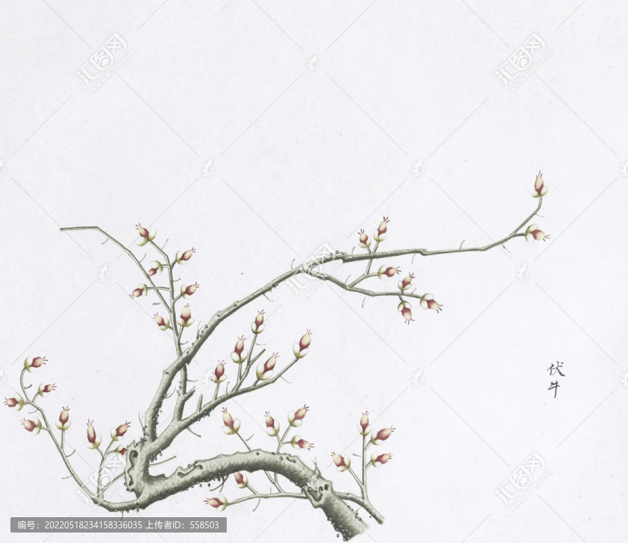 伏牛中草藥國(guó)畫素材插畫