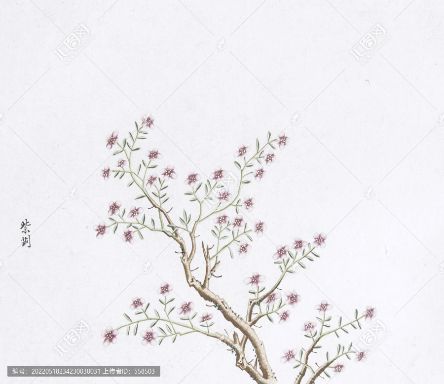 紫荊中草藥國畫素材插畫