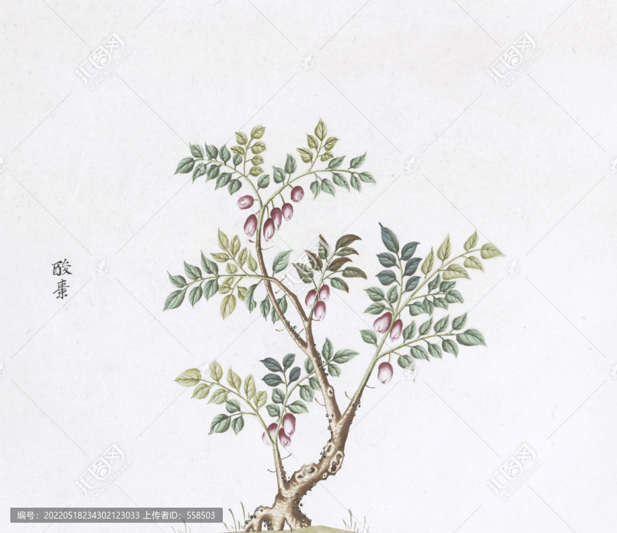 酸棗中草藥國畫素材插畫