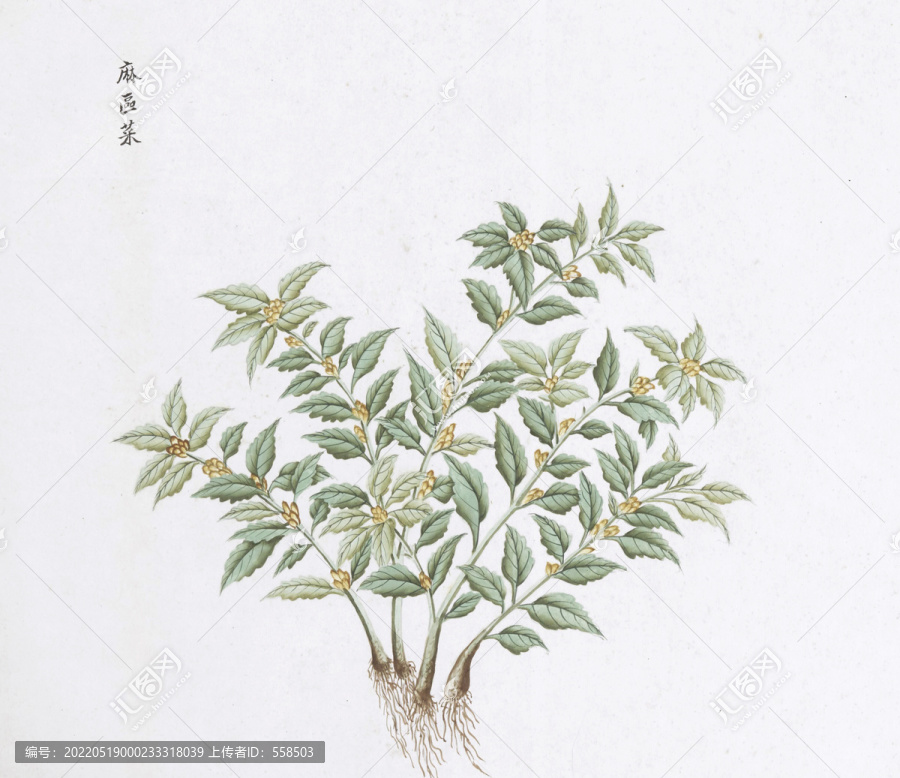 麻區(qū)菜中草藥國畫素材插畫