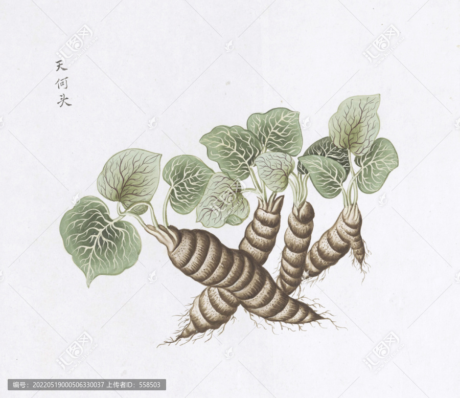 何首烏中草藥國畫素材插畫