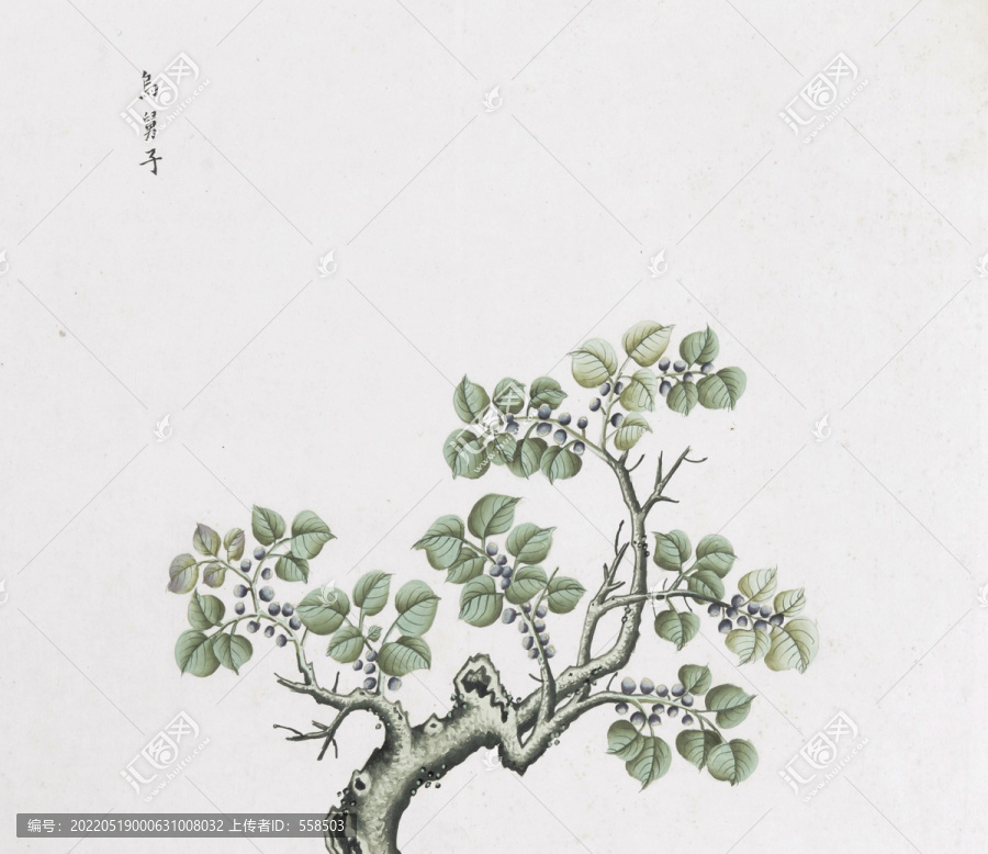 烏舅子中草藥國畫素材插畫