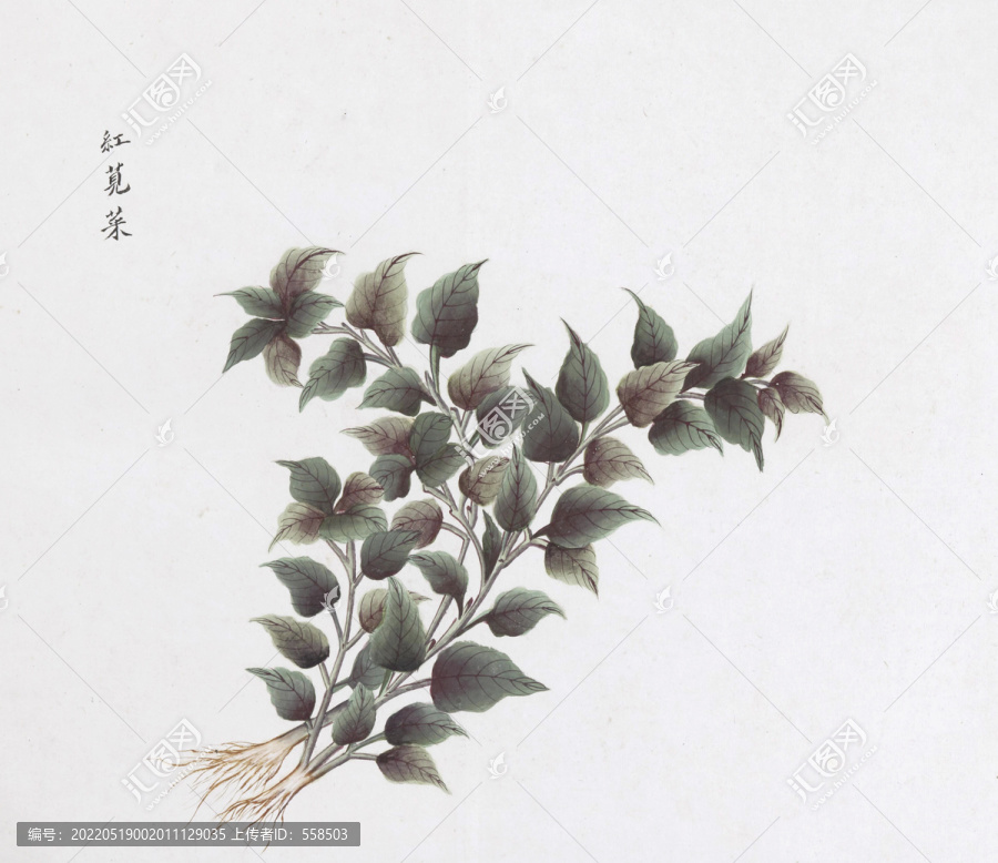 紅莧菜中草藥國畫素材插畫