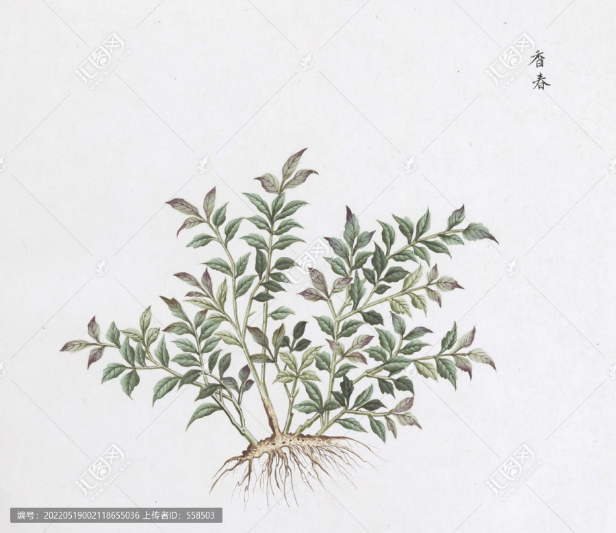 香椿頭中草藥國(guó)畫素材插畫