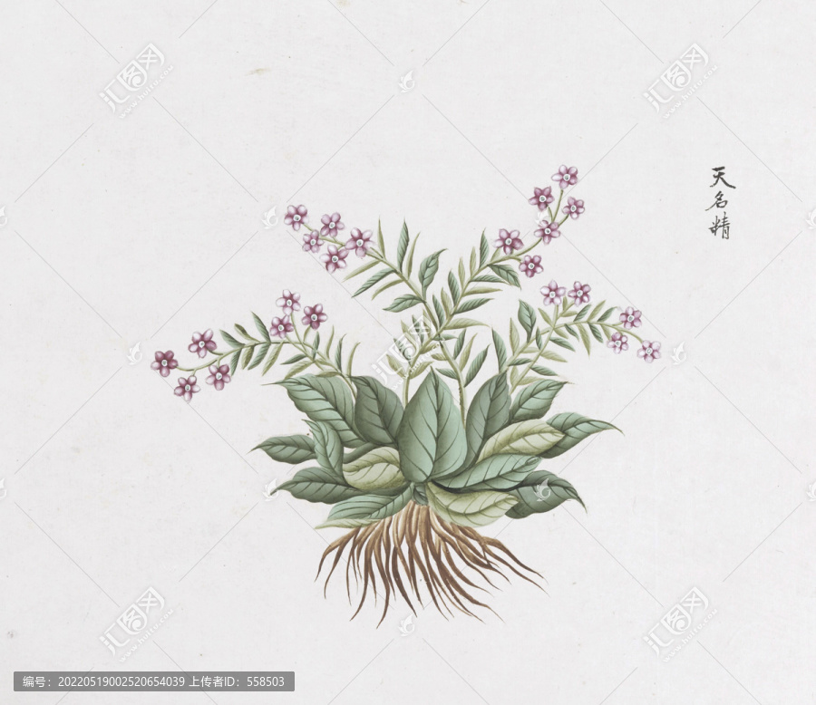 天名精中草藥國畫素材插畫