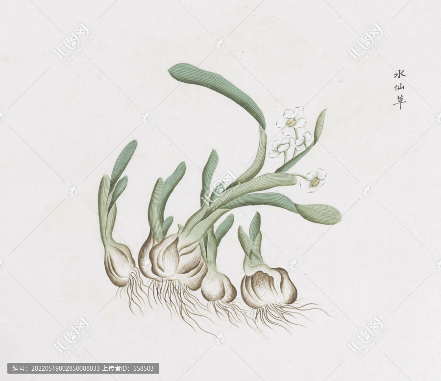 水仙中草藥國(guó)畫素材插畫