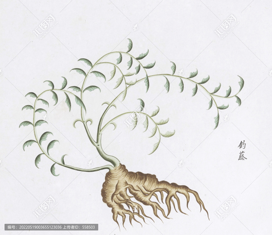 釣藤中草藥國(guó)畫(huà)素材插畫(huà)