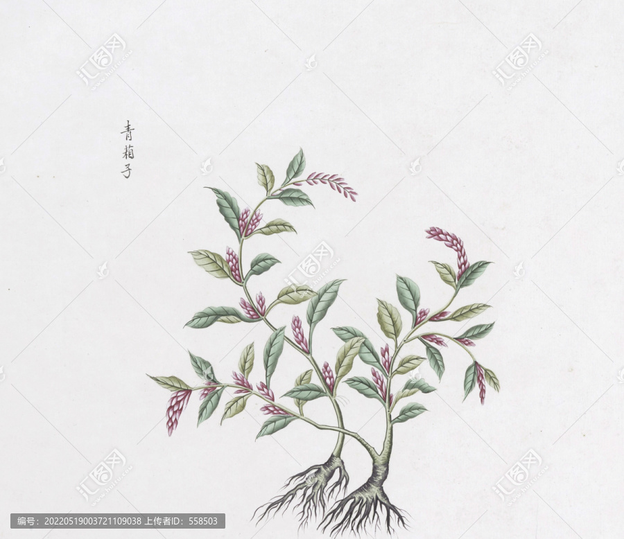 青葙子中草藥國畫素材插畫