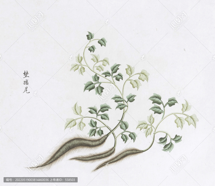 野豬尾中草藥國畫素材插畫