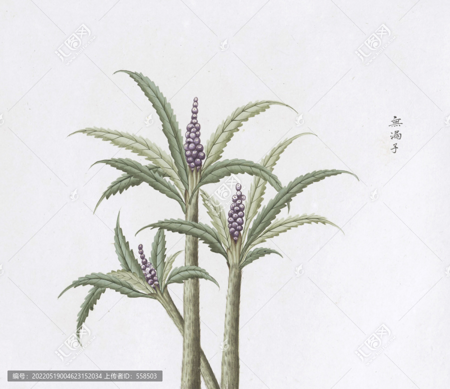 無漏子中草藥國畫素材插畫