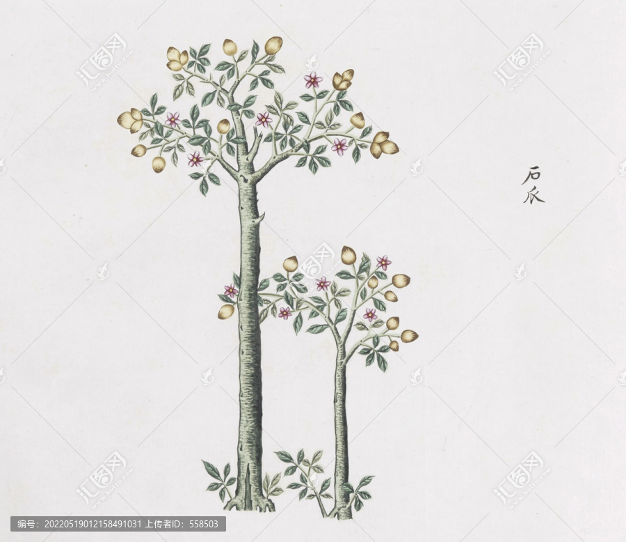 石瓜中草藥國畫素材插畫
