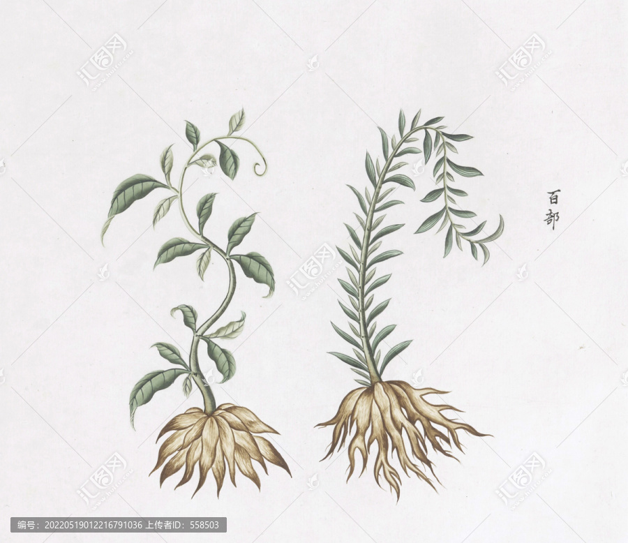 百部中草藥國畫素材插畫