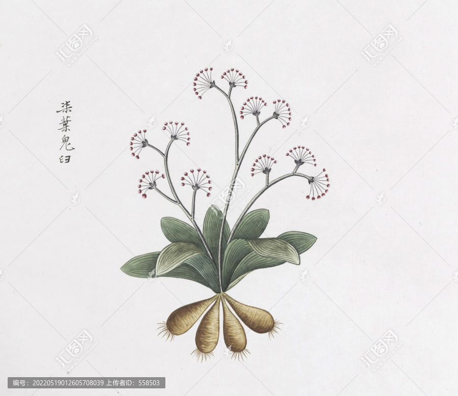 七葉鬼燈檠中草藥國畫