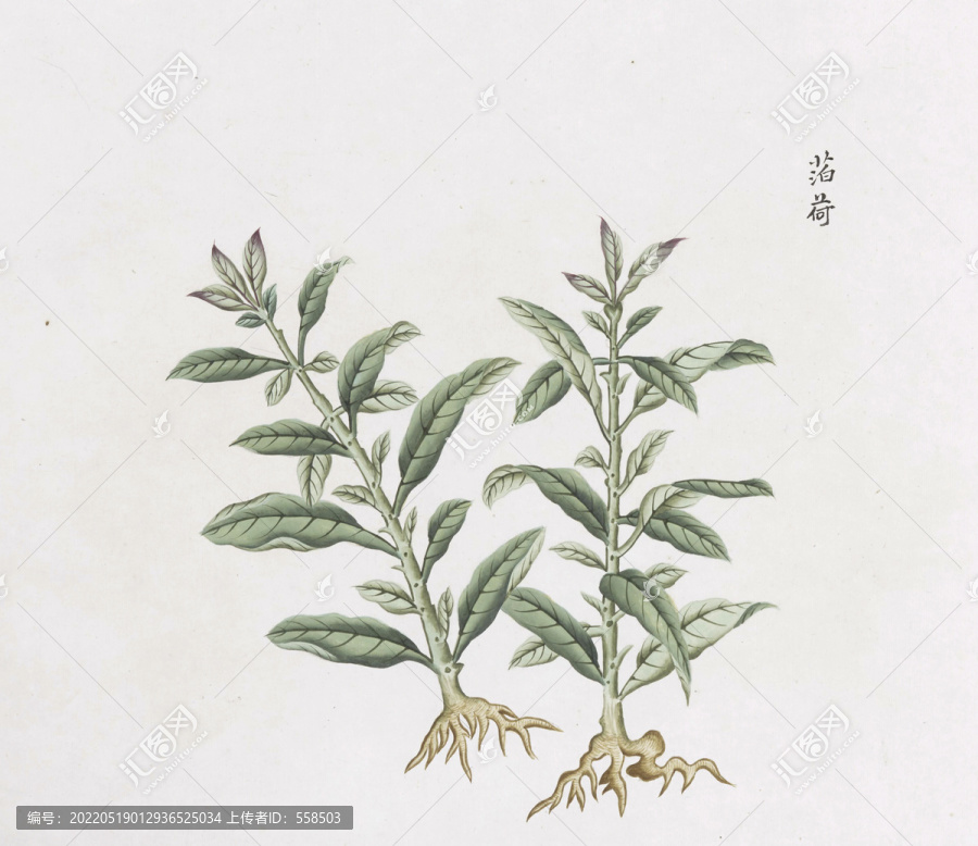 薄荷中草藥國(guó)畫(huà)素材插畫(huà)國(guó)畫(huà)