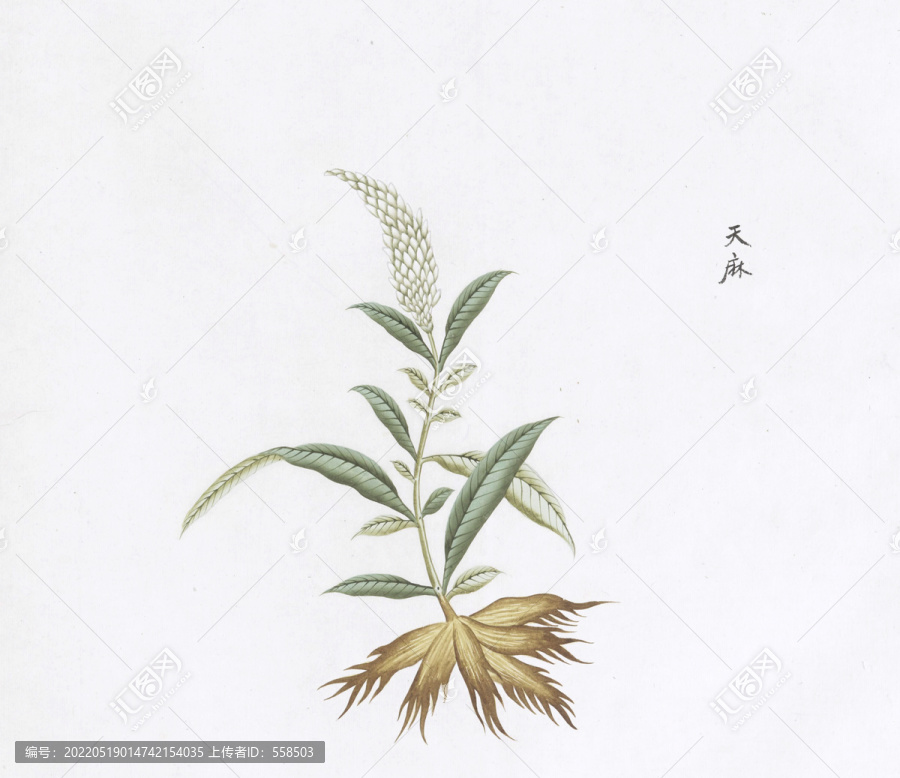 天麻中草藥國(guó)畫(huà)素材插畫(huà)國(guó)畫(huà)