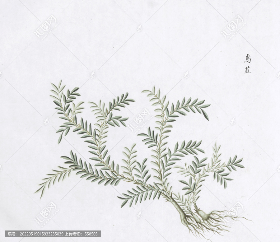 烏韭中草藥國畫素材插畫國畫