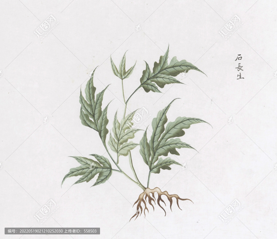 石長生中草藥國畫素材插畫國畫