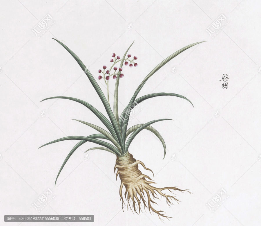 柴胡中草藥國畫素材插畫國畫