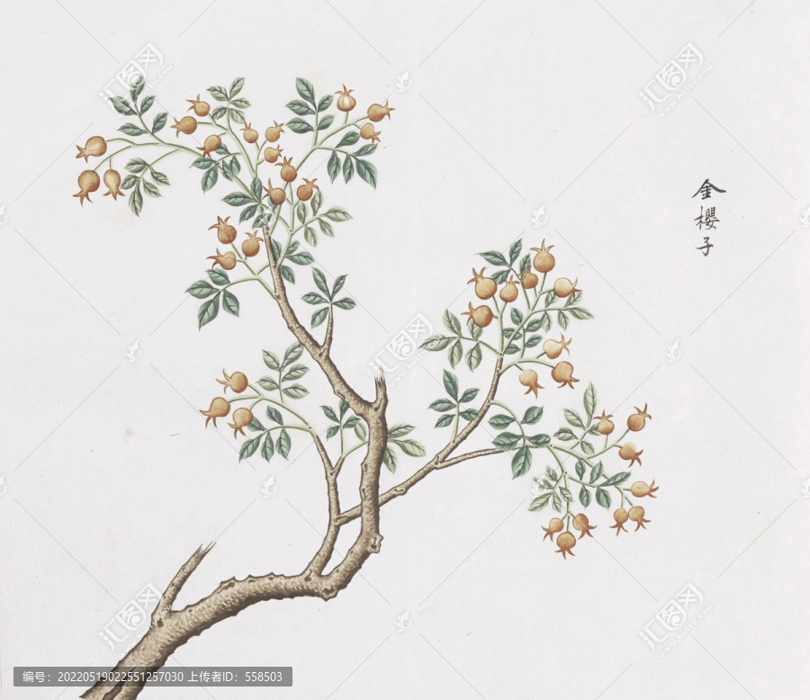 金櫻子中草藥國(guó)畫素材插畫國(guó)畫