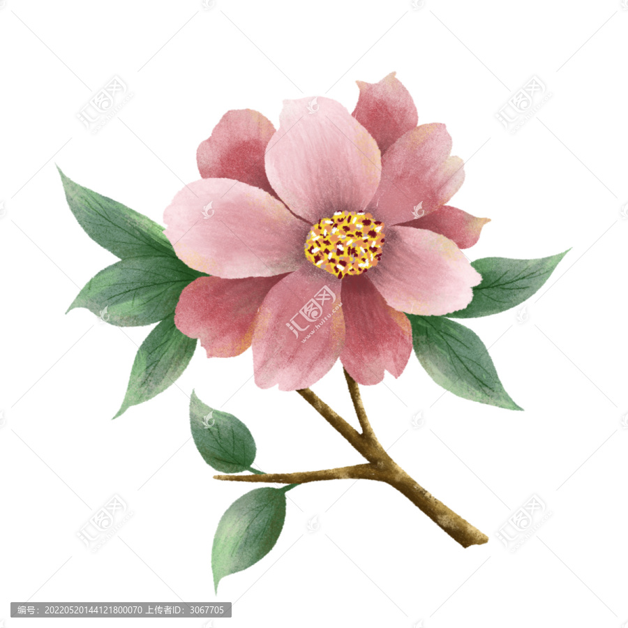 山茶花