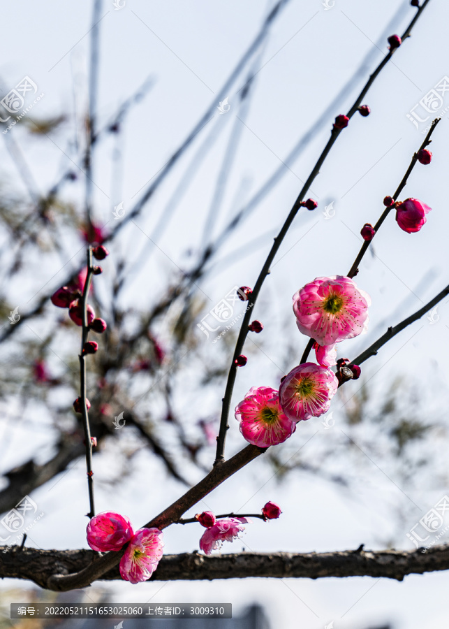 梅花