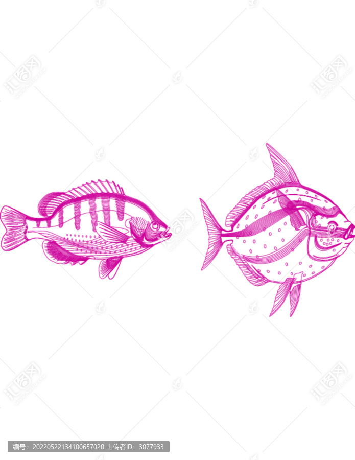 海洋鱼类手绘图