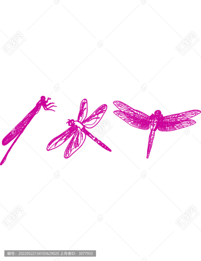 蜻蜓手繪圖