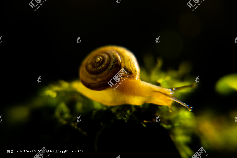 蝸牛