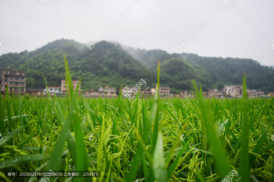 乡村稻田