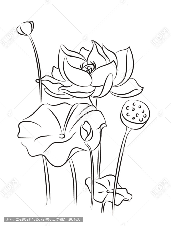 荷花黑白插畫
