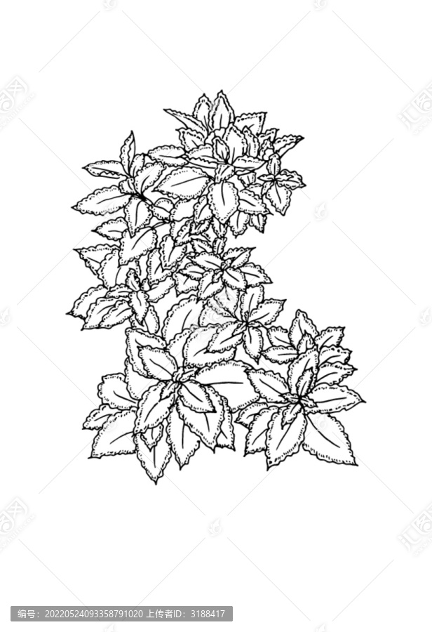 手繪葉子矢量素材