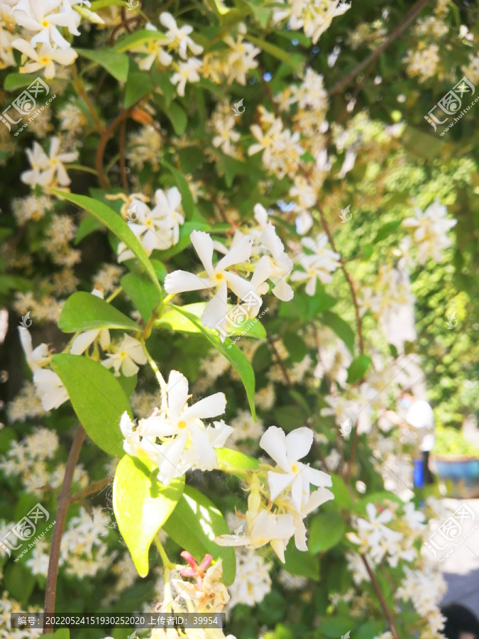 风车茉莉