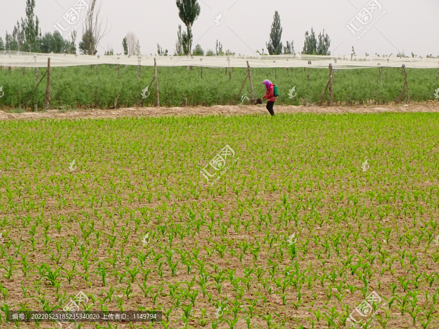 玉米地打药