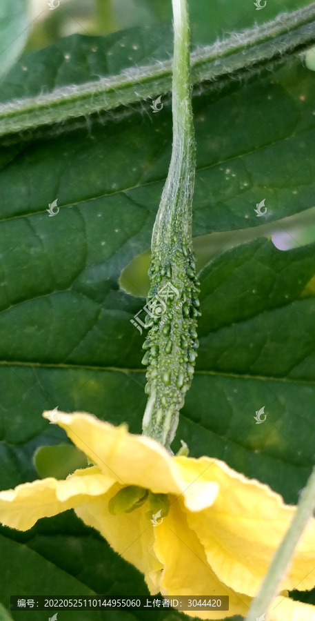 黑苦瓜开花结果