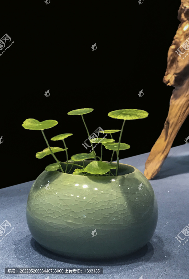 銅錢草