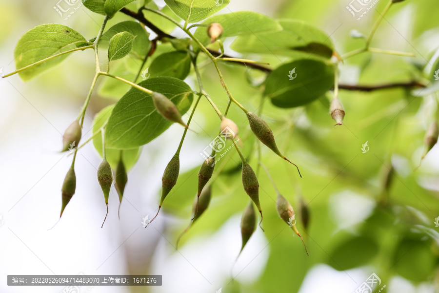 秤锤树果