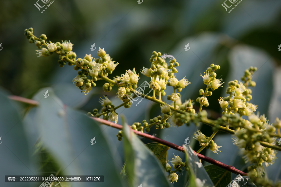 无患子花