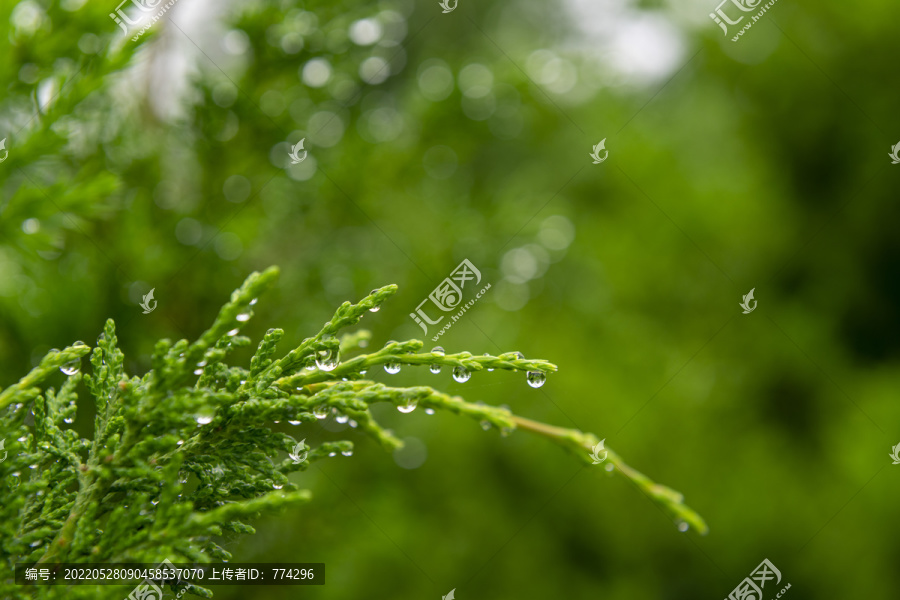 雨露滋润