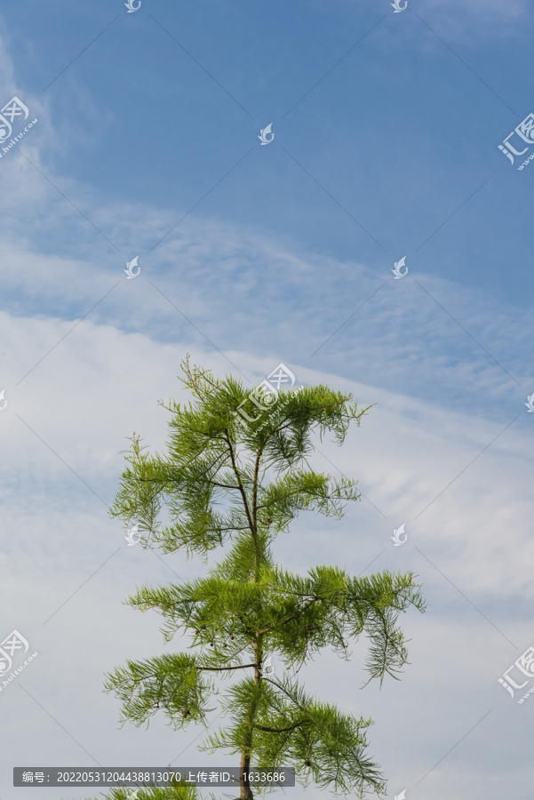 松针树