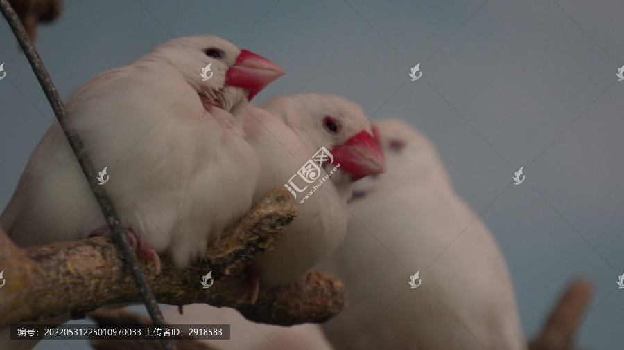 白色山雀文鸟小鸟挤在一起睡觉