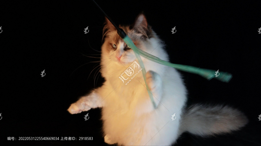 宠物猫咪玩逗猫棒